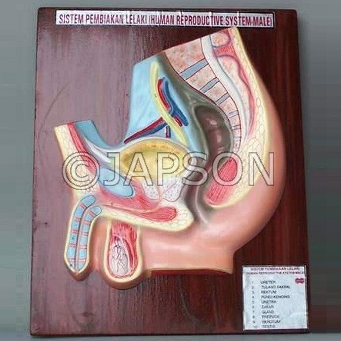 Human Model, Reproductive System, Male Human Model, Reproductive System, Male